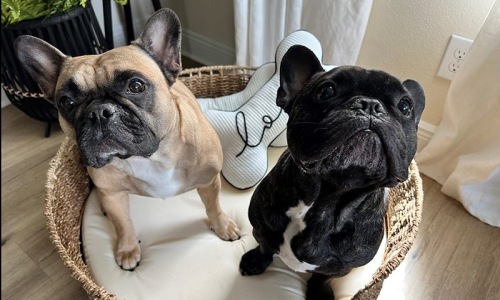 Breed Restrictions Cover Image