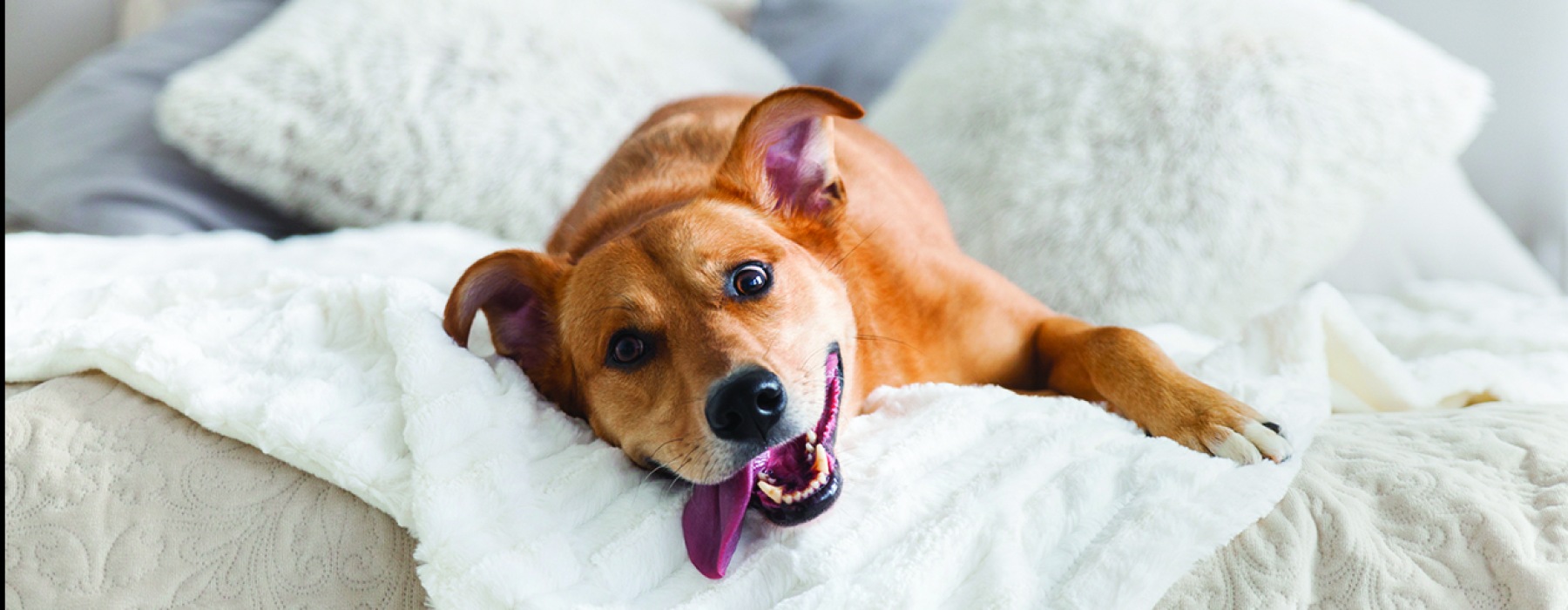 A Pet Friendly Community