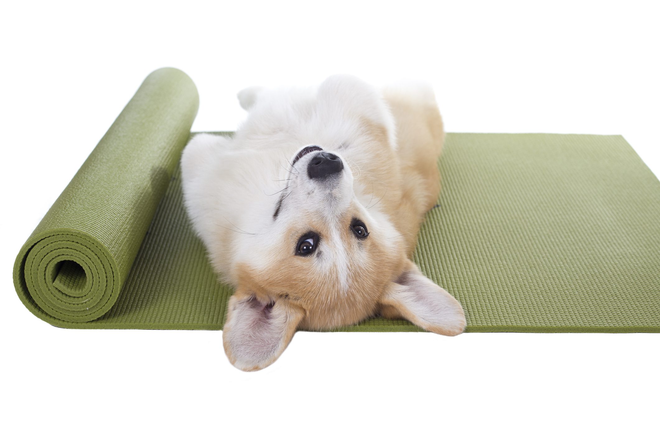 Corgi dog lying on its back on a green yoga mat
