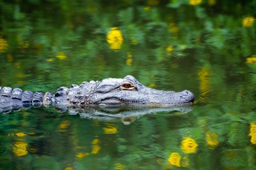 The Addison Gateway shares Wild Florida information on gators