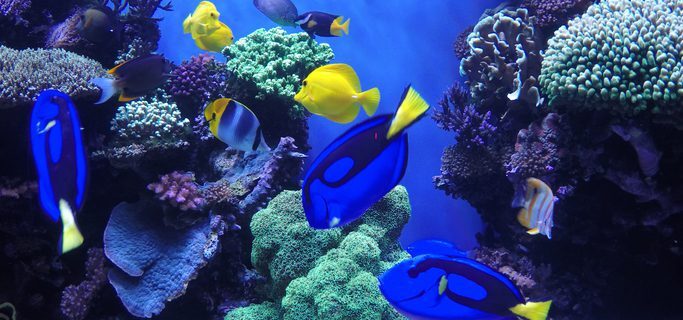 The Addison Gateway shares Sea World Electric Ocean with Coral Reef exhibition