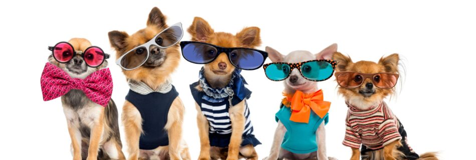Group of Chihuahuas dressed, wearing glasses and bow ties